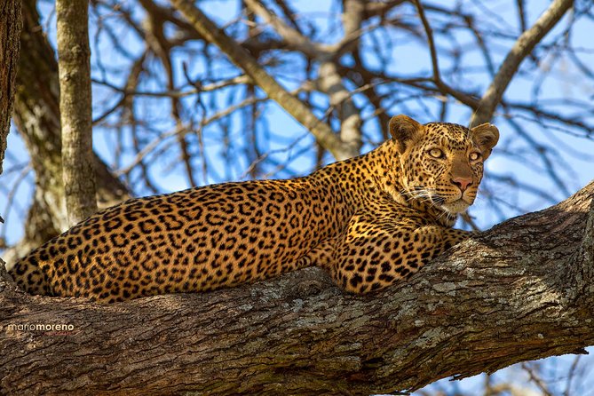 3-Day Taste of Tanzania Safari (Tarangire National park and Ngorongoro Crater) - Should you book it?