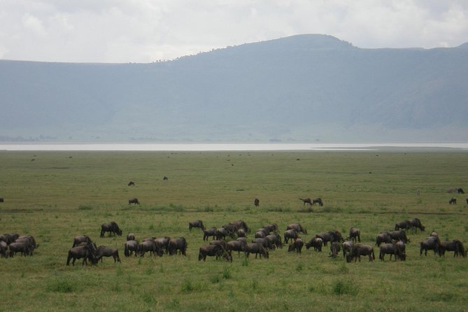 3 Days Lake Manyara, Ngorogoro Crater, Tarangire National Park - Why this short safari works