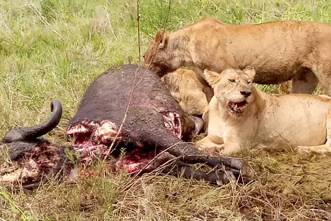 3 Days Lake Manyara, Ngorogoro Crater, Tarangire National Park - Final booking advice