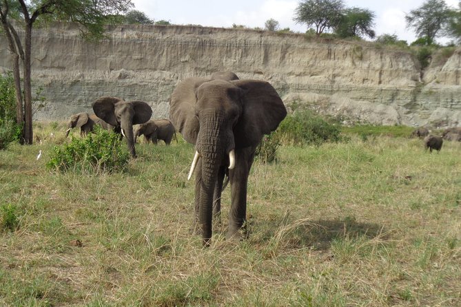 3 Days Lake Manyara, Ngorogoro Crater, Tarangire National Park - Day two: A full day inside Ngorongoro Crater