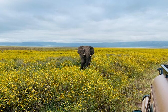 3 Days Lake Manyara, Tarangire, Ngorongoro Crater group (Camping) - Day two: an early descent into Ngorongoro Crater