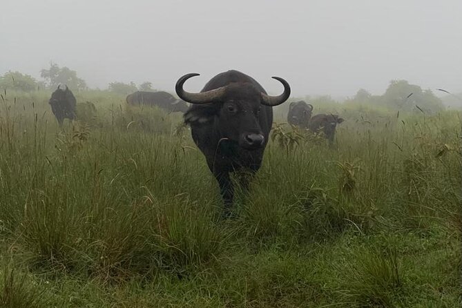 3 Days Lake Manyara, Tarangire, Ngorongoro Crater group (Camping) - Guides, communication, and the private format