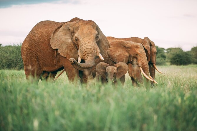 3-Days Lodge Safari in Tarangire, Ngorongoro Crater & Lake Manyara - Day one: Tarangire’s baobabs and elephant herds