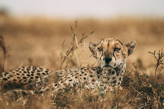 3-Days Lodge Safari in Tarangire, Ngorongoro Crater & Lake Manyara - Day three: flamingos, forest, and open plains at Lake Manyara