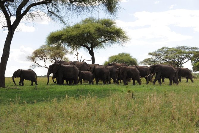 3 Days of Camping Bliss in Serengeti and Ngorongoro Crater - Day 2: A full Serengeti game drive