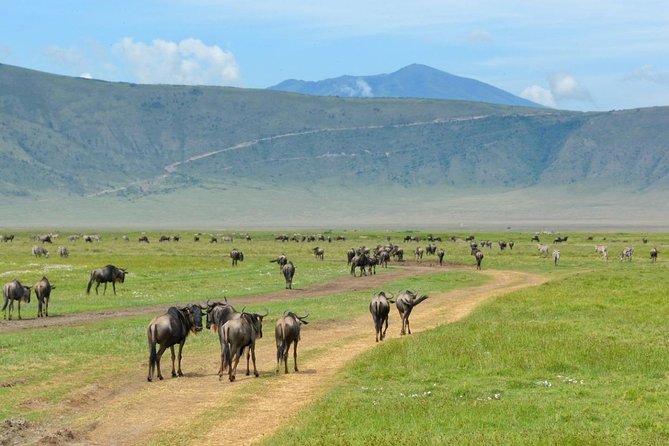 3 Days of Camping Bliss in Serengeti and Ngorongoro Crater - What the vehicle and camp setup mean for you