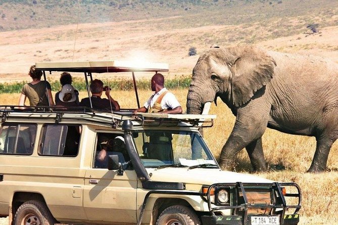 3 Days of Camping Bliss in Serengeti and Ngorongoro Crater - Who will get the most from this safari