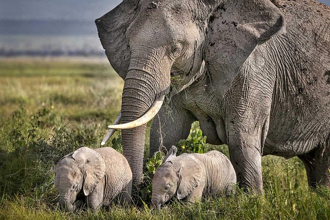 3 Days of Camping Bliss in Serengeti and Ngorongoro Crater - Booking, cancellation, and practical details