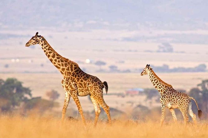 3 Days of Camping Bliss in Serengeti and Ngorongoro Crater - Day 1: Arusha to the open plains of Serengeti