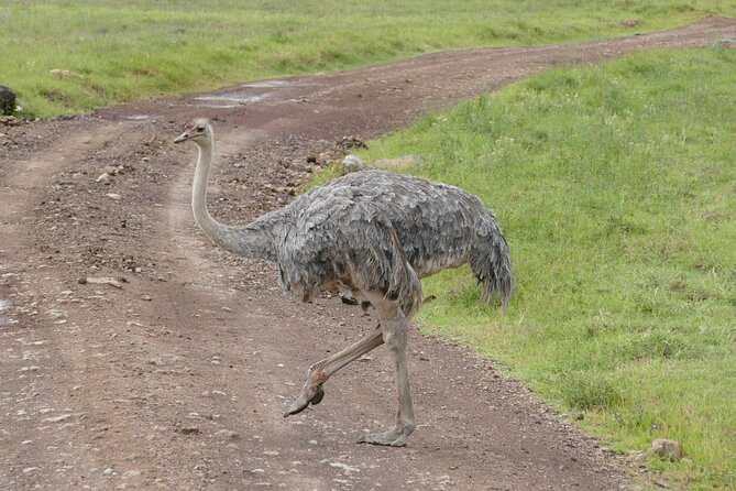 3 Days Safari Serengeti & Ngorongoro Crater - The small group size is a real advantage