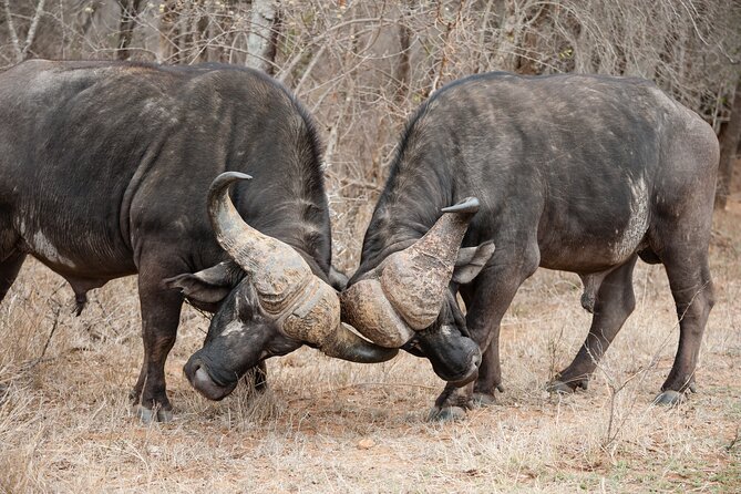 3 Days Safari Serengeti & Ngorongoro Crater - What past safari groups valued most
