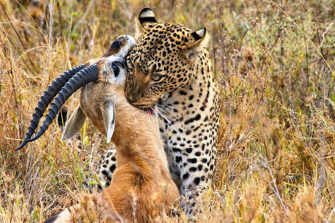3 Days Safari Serengeti & Ngorongoro Crater - Who should book this safari?