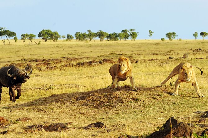 3 Days Safari Serengeti & Ngorongoro Crater - Final verdict: a strong short safari with demanding road days