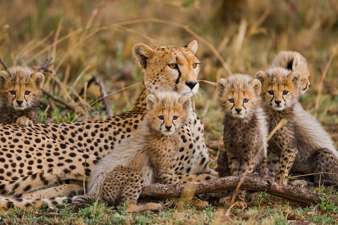 3 Days Safari Serengeti & Ngorongoro Crater - Day two: an early Serengeti game drive