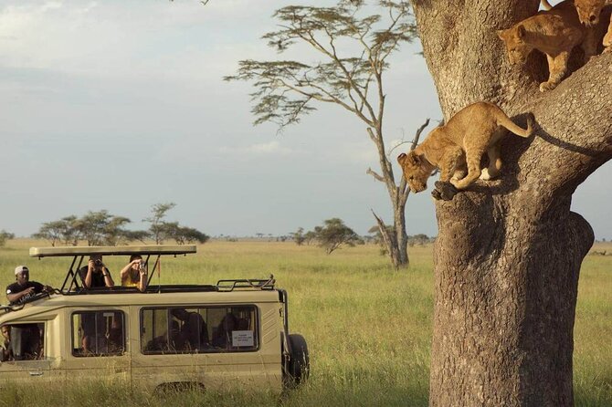 3 Days Safari to Serengeti National Park & Ngorongoro Crater in Tanzania - Day 1: Arusha to the wide plains of Serengeti