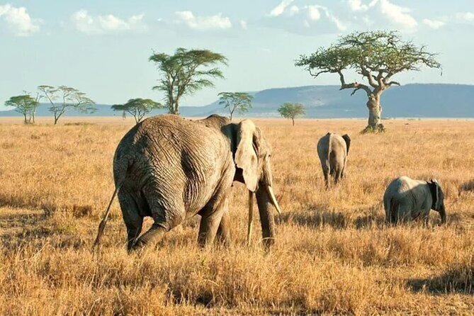 3 Days Safari to Serengeti National Park & Ngorongoro Crater in Tanzania - Should you book it?