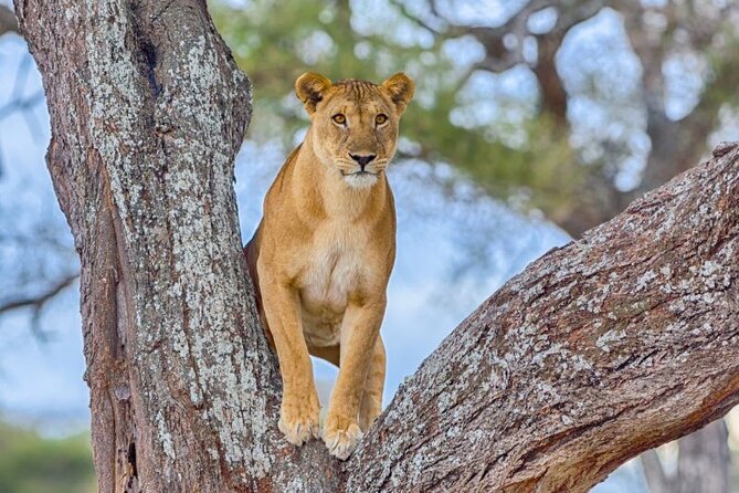 3 Days Safari to Serengeti National Park & Ngorongoro Crater in Tanzania - Day 2: Early animals, Olduvai Gorge, and the route to Ngorongoro