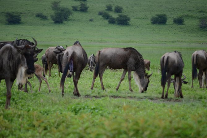3 Days Serengeti & Ngorongoro Crater group safari - The eight-hour road to Serengeti