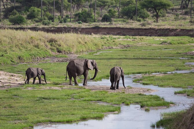 3 Days Tanzania Safari: Tarangire, Manyara and Ngorongoro Crater - Day three: The Ngorongoro Crater finale