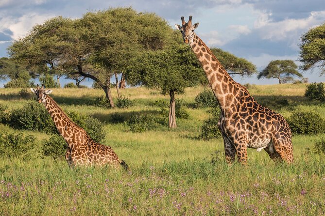 3 Days Tanzania Safari: Tarangire, Manyara and Ngorongoro Crater - Practical details before you commit