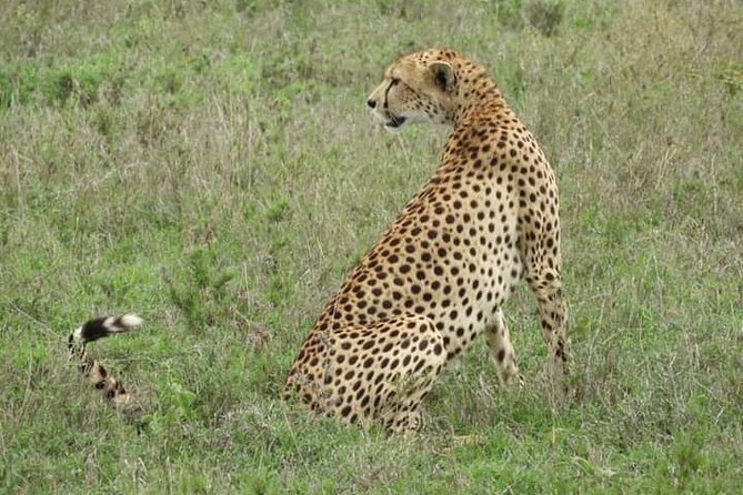 3 Days Tanzania Safari Tarangire, Manyara, & Ngorongoro Crater. - Day Three in Tarangire: Elephants and Baobabs