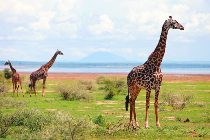 4 Day Great Migration Safari Serengeti & Ngorongoro Crater - Day four: Ngorongoro Crater and a concentrated wildlife day