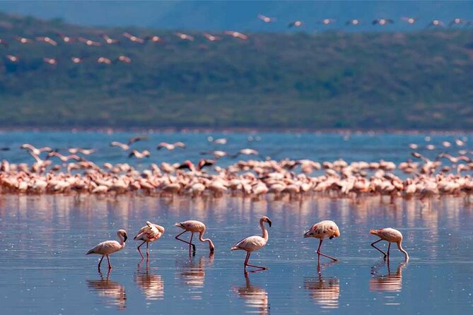 4 Day Great Migration Safari Serengeti & Ngorongoro Crater - Who should book this safari
