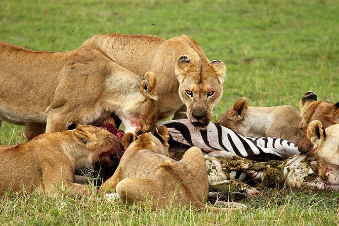 4 Day Ngorongoro Crater Tarangire and Serengeti National Park - The guides can shape the whole experience