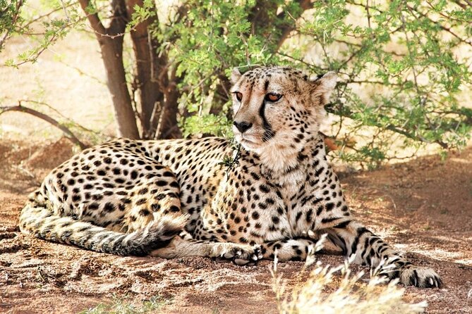 4-Day Safari to Tarangire ,Serengeti and Ngorongoro crater from Arusha - Day two: crossing the crater highlands into the Serengeti