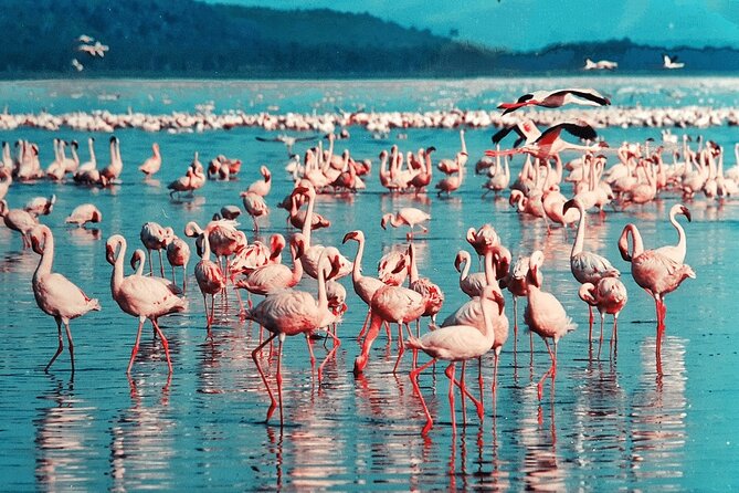 4-Day Safari to Tarangire ,Serengeti and Ngorongoro crater from Arusha - What the $1,515 price includes