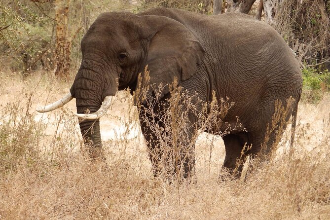 4 Day Serengeti and Ngorongoro crater - Why this four-day route works