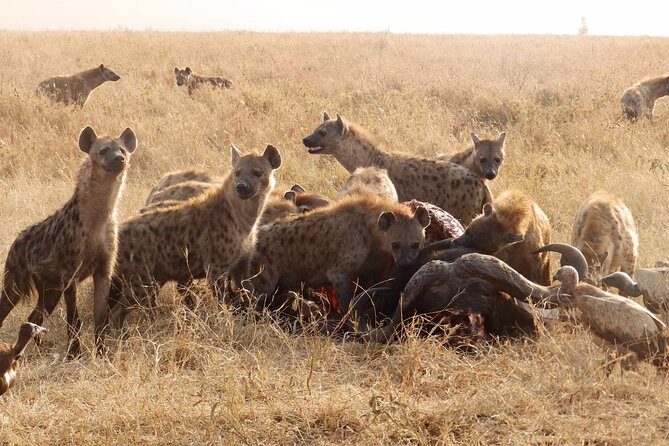4 Day Serengeti and Ngorongoro crater - What the private vehicle adds
