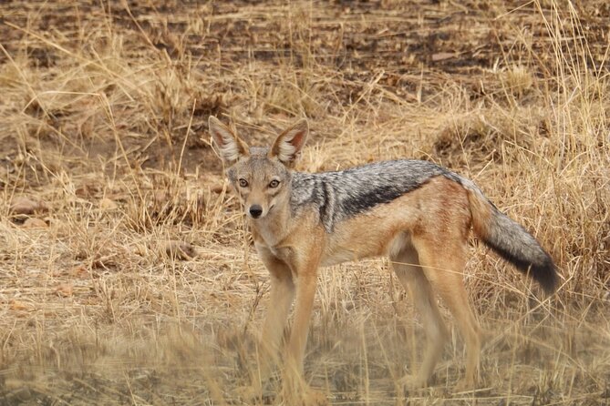 4 Day Serengeti and Ngorongoro crater - Who should book this safari
