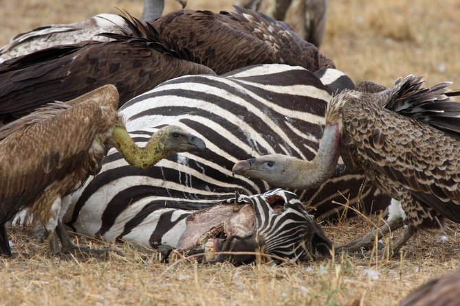 4 Day Serengeti and Ngorongoro crater - Day two: A full Serengeti game-drive day