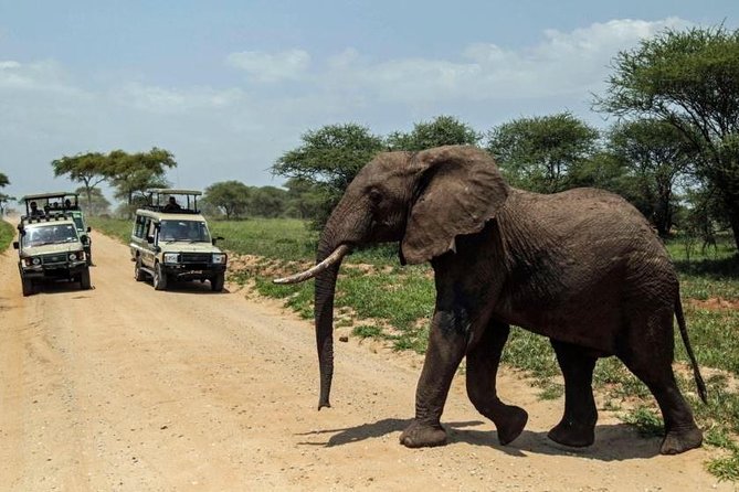 4-Day Tanzania Camping Safari to Lake Manyara, Serengeti, and Ngorongoro Crater - Day 3: An early Serengeti drive and the Ngorongoro rim