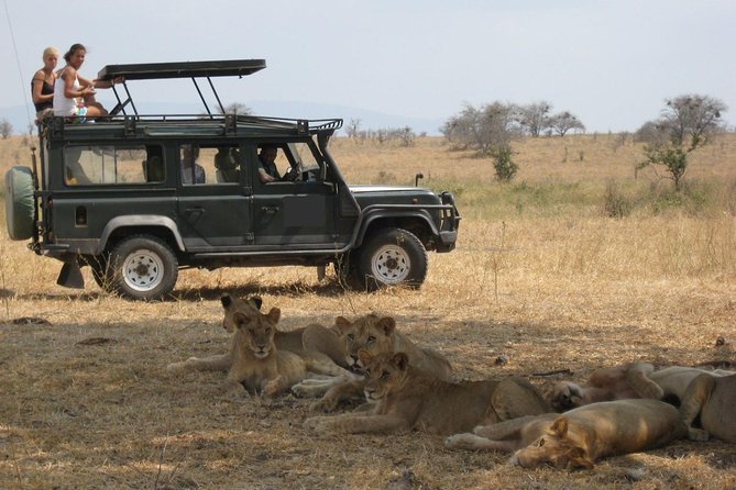 4-Day Tanzania Camping Safari to Lake Manyara, Serengeti, and Ngorongoro Crater - Day 4: Down into Ngorongoro Crater, then back to Arusha