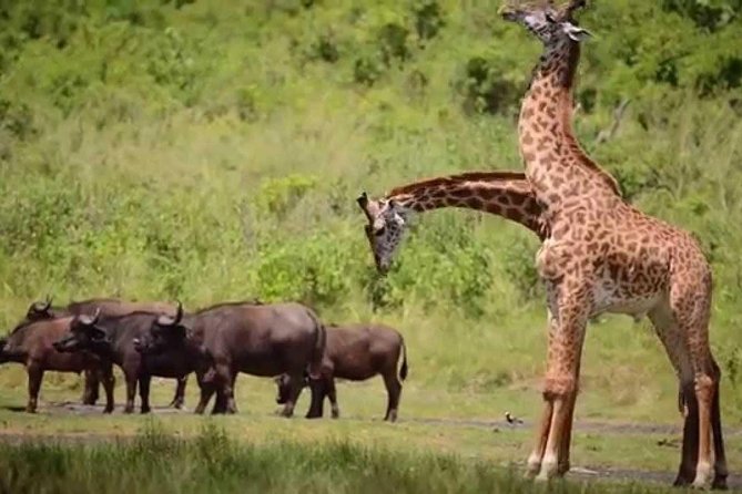 4-Day Tanzania Camping Safari to Lake Manyara, Serengeti, and Ngorongoro Crater - Is $1,675 a fair price?
