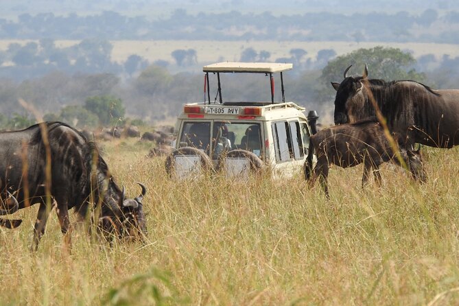 4-Day Tarangire, Serengeti, Ngorongoro Crater - Day 1: Tarangire’s elephants beneath the baobabs