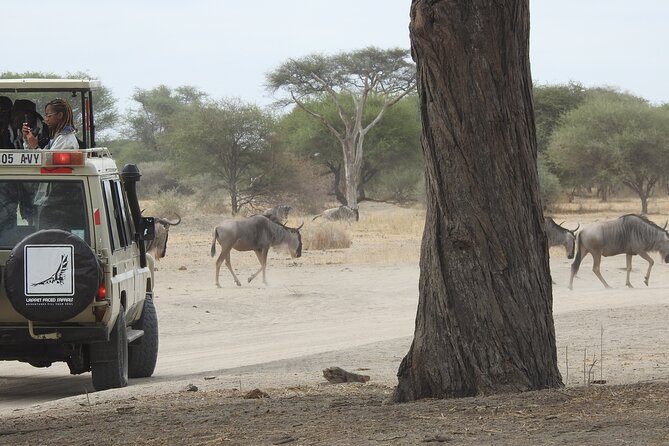 4-Day Tarangire, Serengeti, Ngorongoro Crater - Day 3: A final Serengeti morning, then Ngorongoro