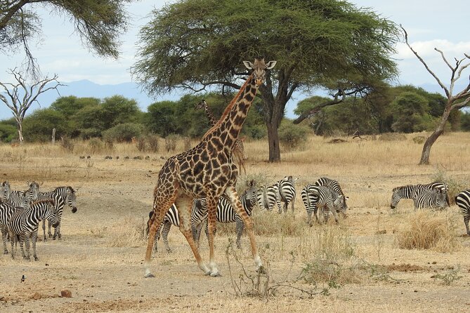 4-Day Tarangire, Serengeti, Ngorongoro Crater - What the $2,656 price includes