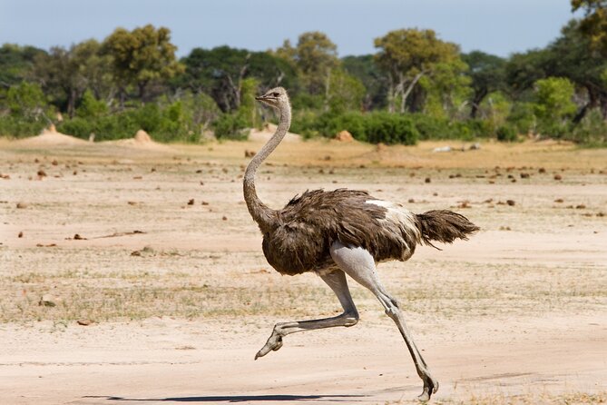4 days 3 nights Safari- Tarangire, Serengeti and Ngorongoro Crater - Food, accommodation, and what the price covers