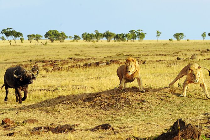 4 days 3 nights Safari- Tarangire, Serengeti and Ngorongoro Crater - How hard is the schedule?