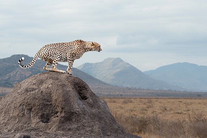 4 days 3 nights Safari- Tarangire, Serengeti and Ngorongoro Crater - Who should book this safari?
