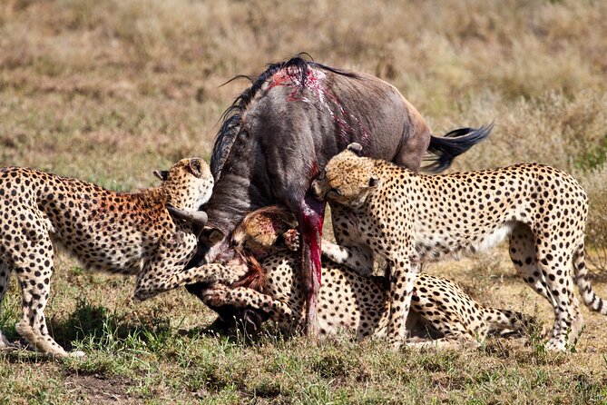 4 days 3 nights Safari- Tarangire, Serengeti and Ngorongoro Crater - Day two: the long road to Serengeti