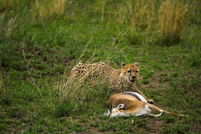 4 Days Group Joining Camping Safari to Tarangire Serengeti Ngorongoro Crater - Day 4: Down into Ngorongoro Crater