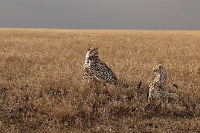 4 Days Group Joining Camping Safari to Tarangire Serengeti Ngorongoro Crater - Why the guide can make or break the experience