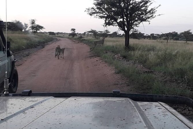 4 Days Group Joining Camping Safari to Tarangire Serengeti Ngorongoro Crater - Camping, meals, and what to pack