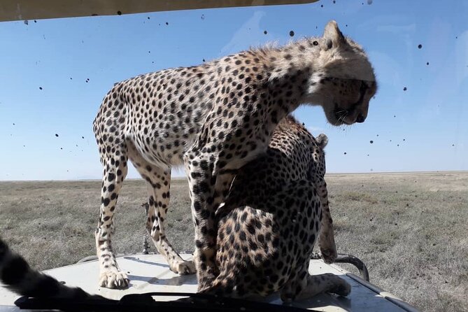 4 Days Group Joining Camping Safari to Tarangire Serengeti Ngorongoro Crater - Booking details and cancellation terms