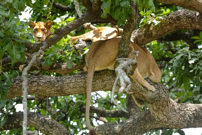 4 Days Group Joining Camping Safari to Tarangire Serengeti Ngorongoro Crater - Day 2: The long road into Serengeti