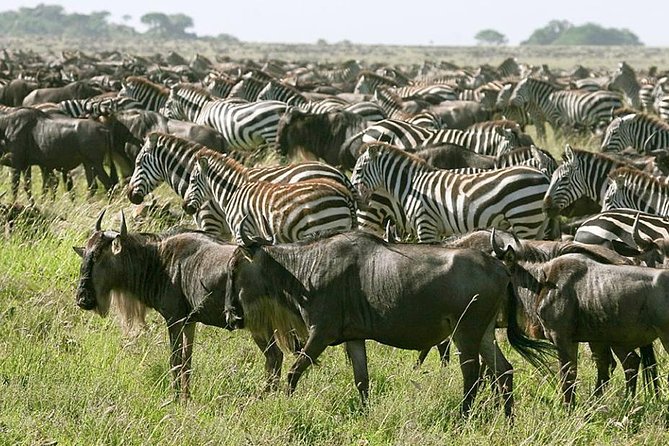 4 Days Join Group tour Tarangire Serengeti and Ngorongoro crater - Three famous parks without wasting a week